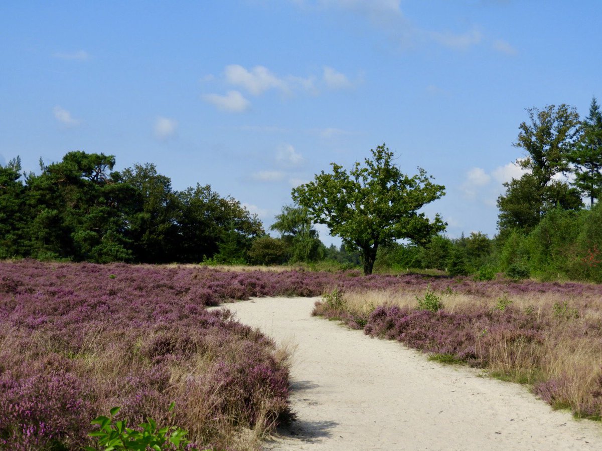 MiekePoiesz's tweet photo. Dit is #week11 van de #fotochallenge #fotozomerweken initiatief van @jolandabrwr 
14 weken lang iedere #dinsdag een andere uitdaging/thema.
Vandaag #30augustus is het thema #pad Heidepad op het Mandefjild bij Bakkeveen in Friesland #ItFryskeGea #Fryslân #VisitFryslân https://t.co/NocfQ9JGF3
