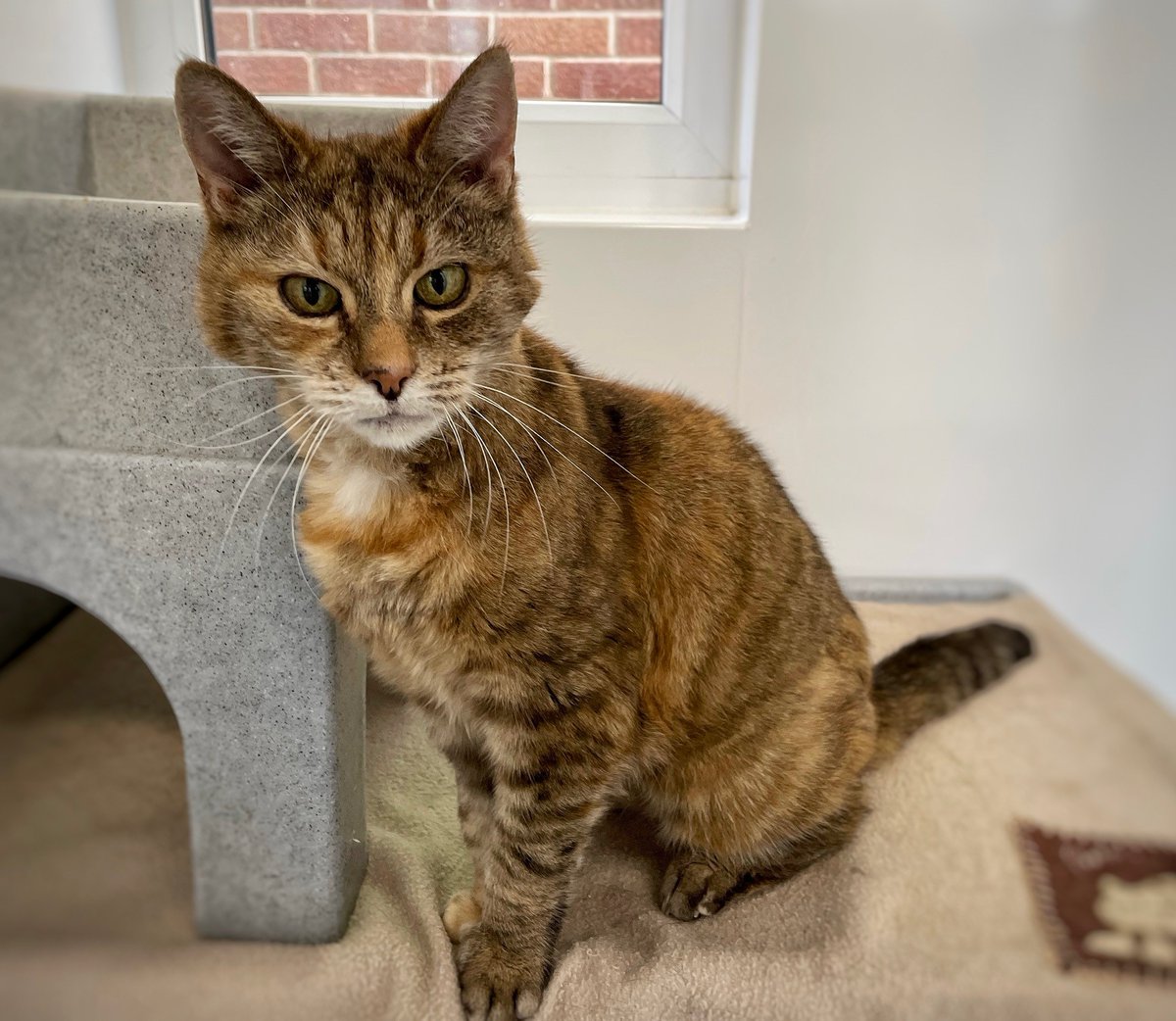 CatsProtection's tweet image. Are you in the #Wrexham area and looking for a four-legged family member? Our Wrexham Adoption Centre is looking to find purrfect, separate homes for gentle Jessica and lovely Percy. 😺 Find more information on them both here: cats.org.uk/wrexham/adopt-… #cats #CatAdoption