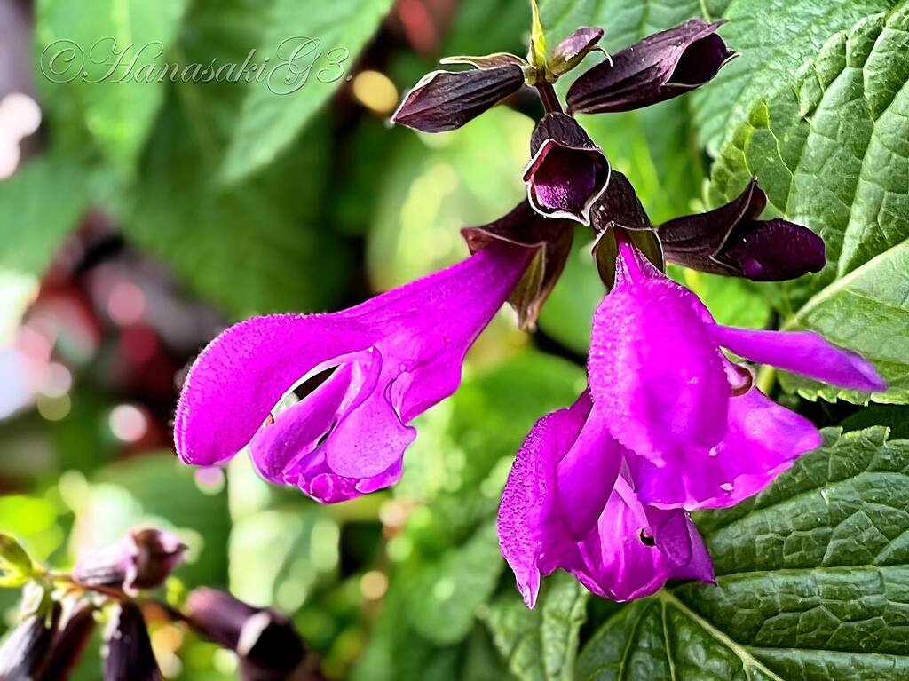 Salvia Officinalis Twitter Search Twitter