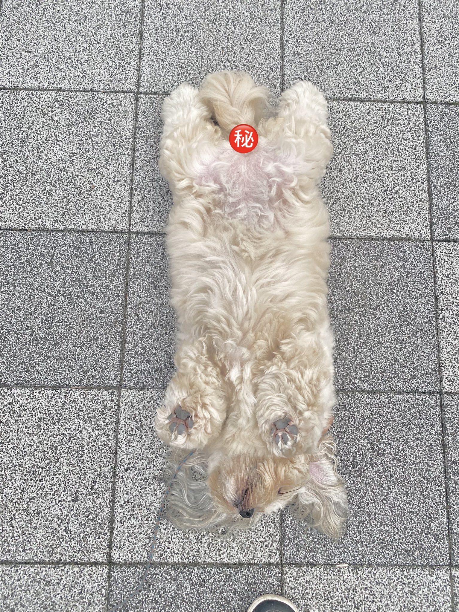うーきーtheごろん The Twitter