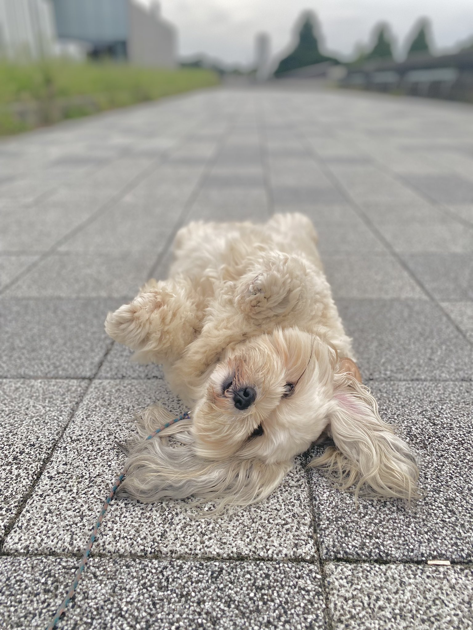 うーきーtheごろん The Twitter