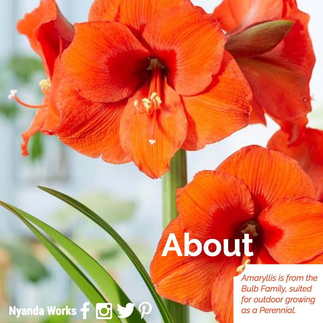 nyanda_works's tweet photo. An extensive knowledge about the amaryllis flowering plant. 

@nyanda_works 
#mergingstructureandnature
0705099924

#Flowers #flowerphotography #flower #nature #NaturePhotography #naturelovers #NatureBeauty #ClimateAction #ClimateJustice #landscapearchitecture https://t.co/OHD8cdwpDX