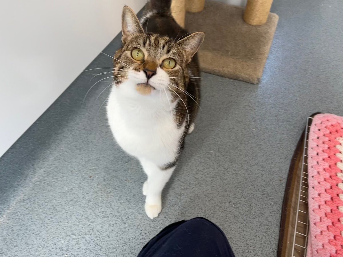 CatsProtection's tweet image. Are you in the #Wrexham area and looking for a four-legged family member? Our Wrexham Adoption Centre is looking to find purrfect, separate homes for gentle Jessica and lovely Percy. 😺 Find more information on them both here: cats.org.uk/wrexham/adopt-… #cats #CatAdoption