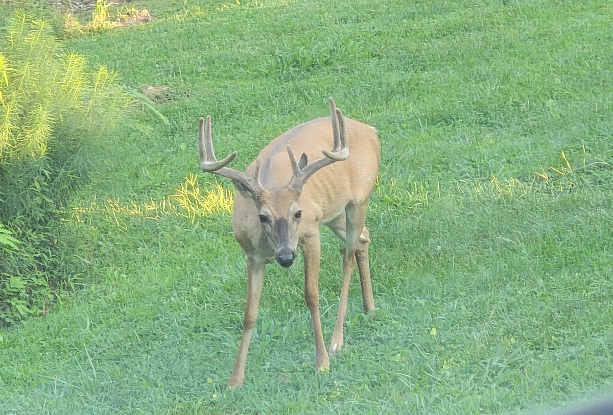 GoddessKnowsAll's tweet photo. Our backyard last evening. #8PointBuck https://t.co/0CyLqHaV6f