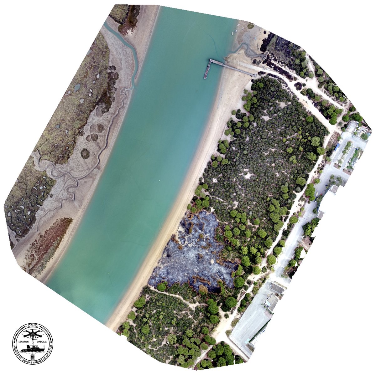 DronSea's tweet photo. 🔥 Os dejamos con el ortomosaico generado con las capturas de uno de los vuelos con Mavic 2 Pro (RGB) en el río San Pedro, en el que se aprecia claramente la zona de vegetación arrasada por el incendio de hace unos días en Puerto Real. https://t.co/SmTsFq5xJa