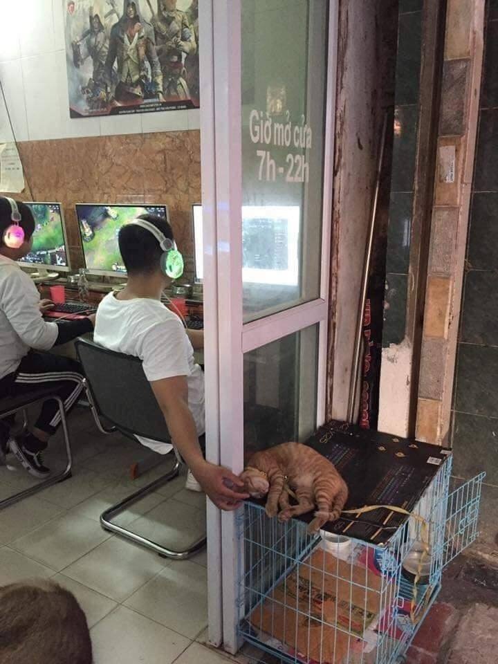 (Gaming support cat.)