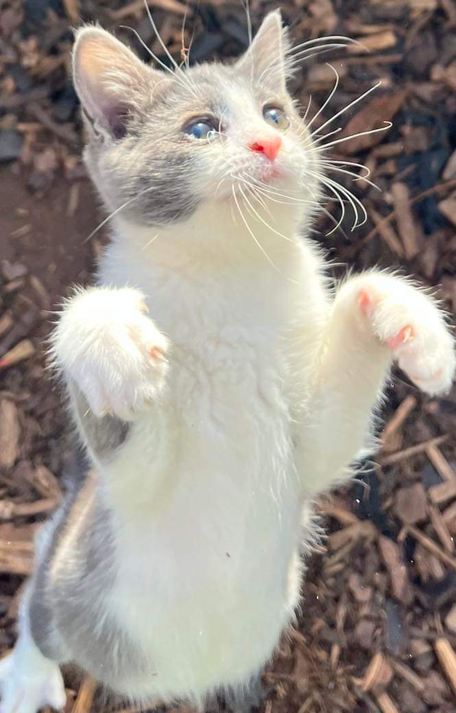 Stray Cat Rescue Team West Midlands tweet media