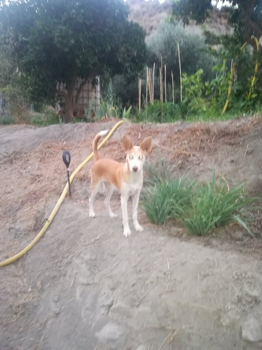 CortijoabueloP's tweet photo. Cosechando un poco en #canjayar bajo la atenta mirada de Nicky.
Es lo que tiene estar en el campo. 
Que bajas a #almeria y le llevas cosillas a la familia.
#higos #berengenablanca #piparras #calabacines 
Todo natural y #agroecologico
Ya podemos decir que no somos un proyecto. https://t.co/rRbk9kQ03n