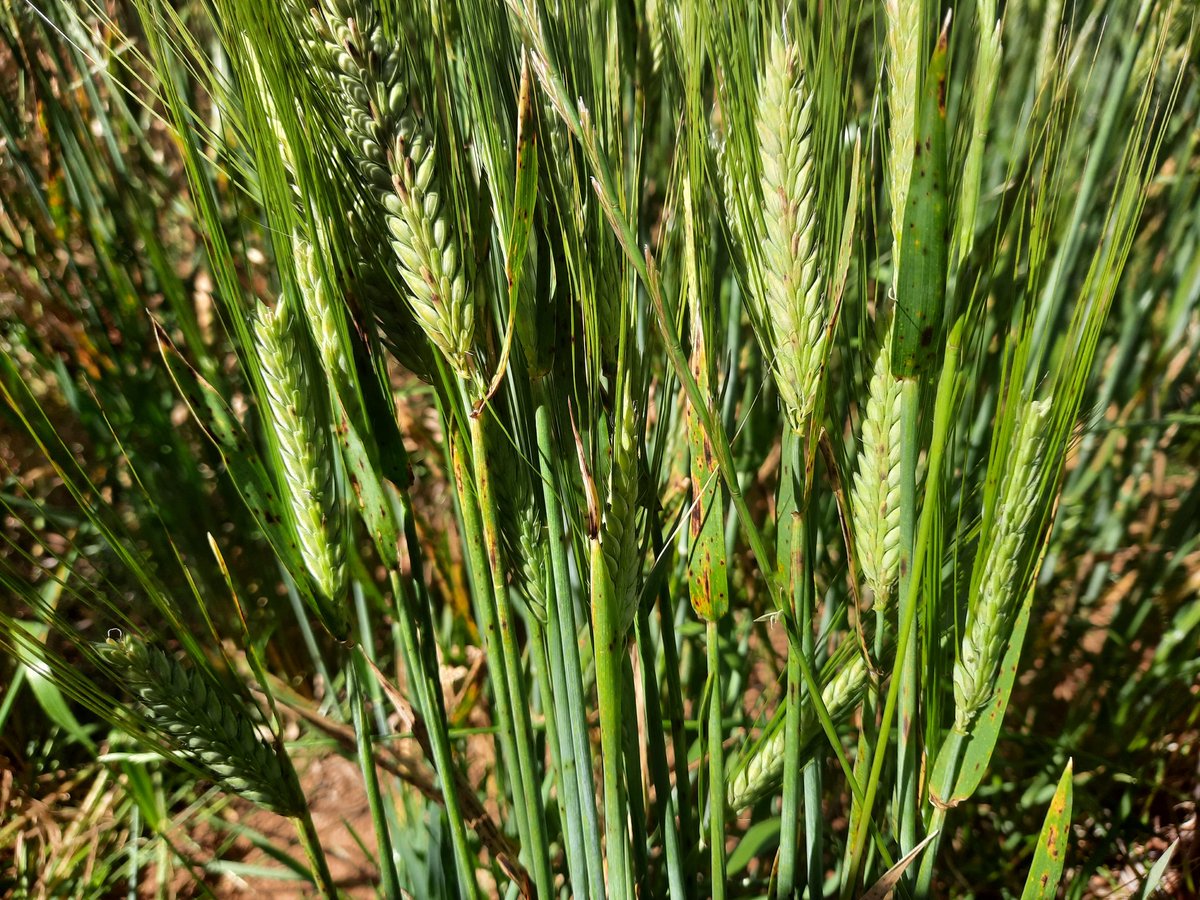 KylieRChambers's tweet photo. Perfect day for a field walk ☀️🌱
Jason Bradley from @DPIRDbroadacre presenting the latest SFNB results &amp; observations from the Wialki trial site.
Trial looking at economical control of SFNB in low rainfall environments.
@GRDCWest https://t.co/ADHgwuAT8d