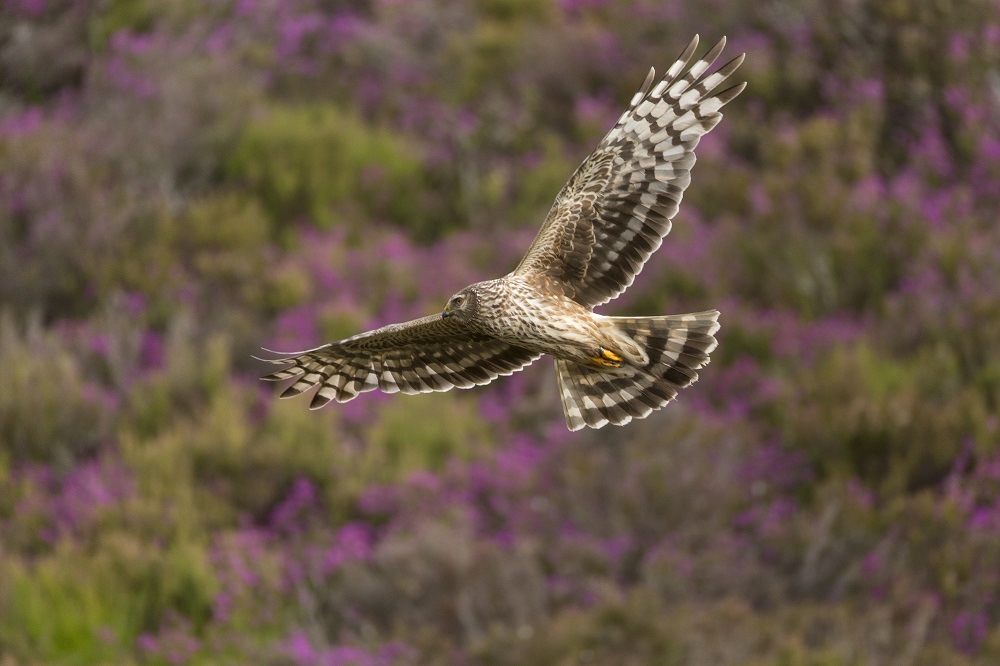 Whilst hen harriers remain a rare sight in the skies of England, this year’s breeding numbers from the @unitedutilities estate in the Forest of Bowland are record breaking. Find out more about our work here: bit.ly/3R4ifTi 📸 Mark Hamblin