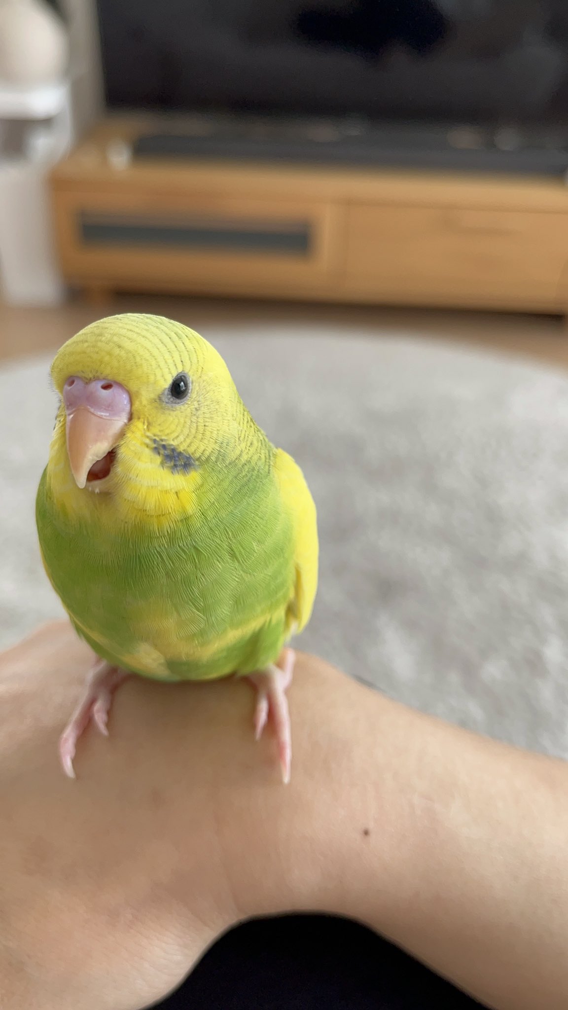 Reiko T様 専用 セキセイインコ スパングル ハルクイン Www Leschoucasgourmands Org