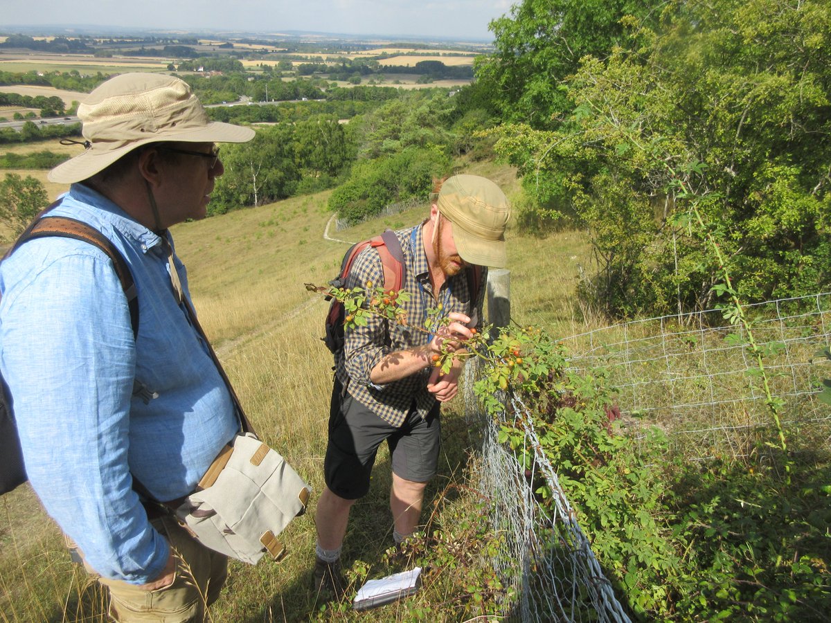 judyweb32049878's tweet photo. Fun surveying for interesting roses last weekend with @Blysmus in quality chalk grassland @RowantNNR. Rubbing leaves to smell apple scent, looking for  resinous glands, hairs, acicles, sepals up or down &amp; shapes of prickles. The findings? Expert says lots of sweet briar hybrids! https://t.co/0dUC4JKdo5