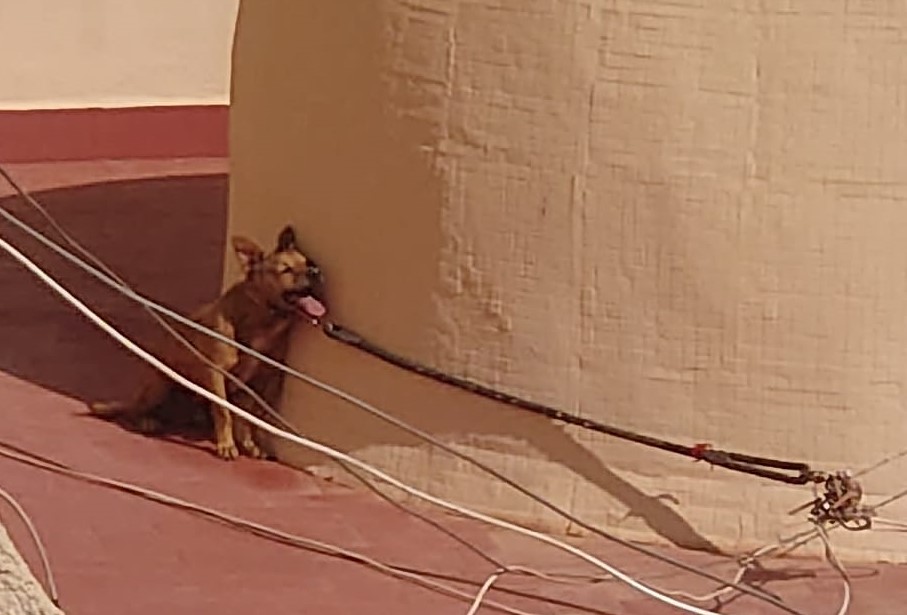 PartidoPACMA's tweet photo. Este perro ha muerto achicharrado tras 4 días sin agua en un solarium y después de la inacción de @TorreviejaAyto y policía local.

Concejala @conchasala2, dimita.

Estudiamos acciones legales y exigimos depuración de responsabilidades. Caso denunciado por @TComasnacho y ADAT. https://t.co/3pAlh1XVuM