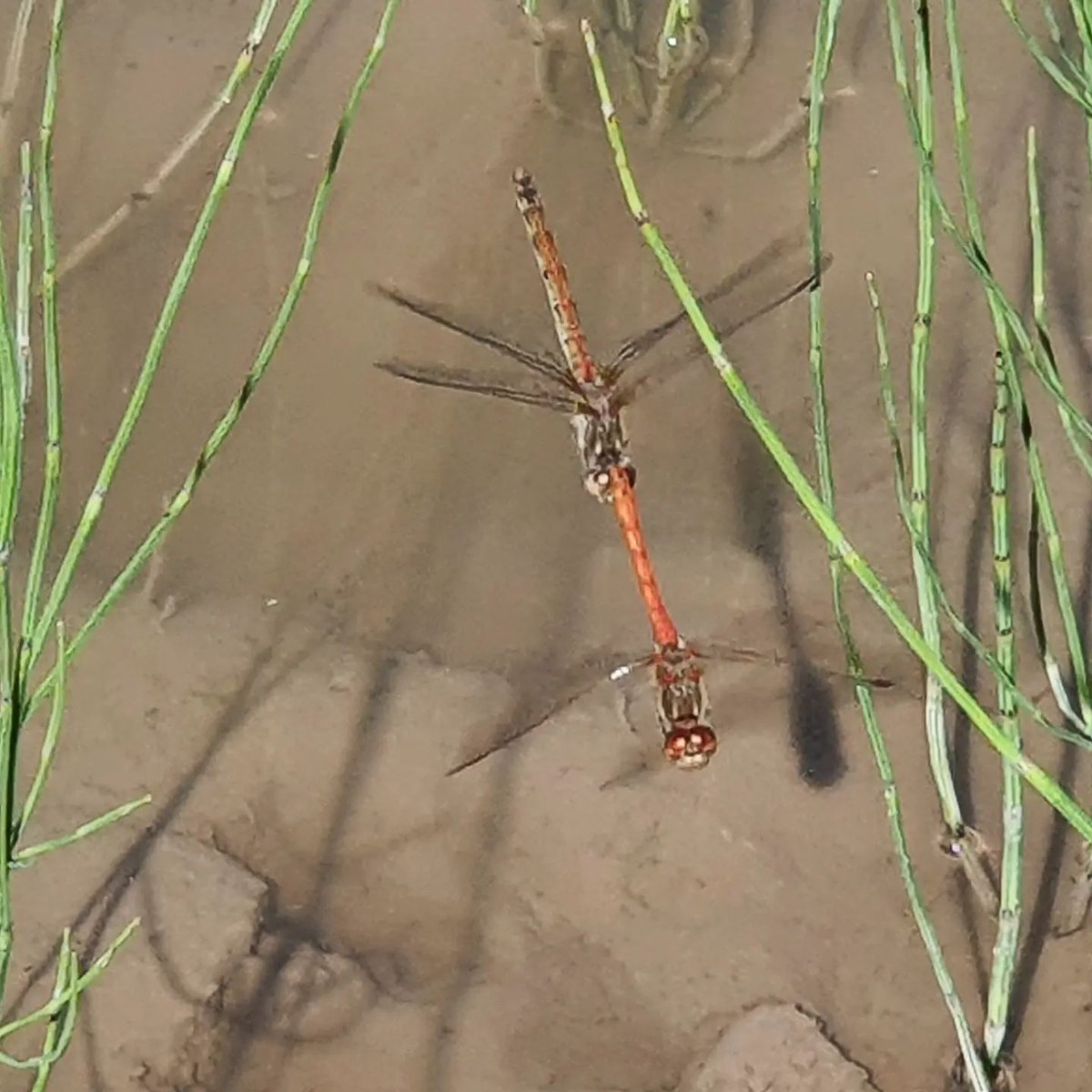 Even the small amount of water we have in our newly dug pond is supporting abundant life. In this photo we can see two mating common darter dragonflies! 🐉🪰
How cool 🤓
#nature #wildlife #deeparkcommunitywoodland #deepark #lotteryheritagefund