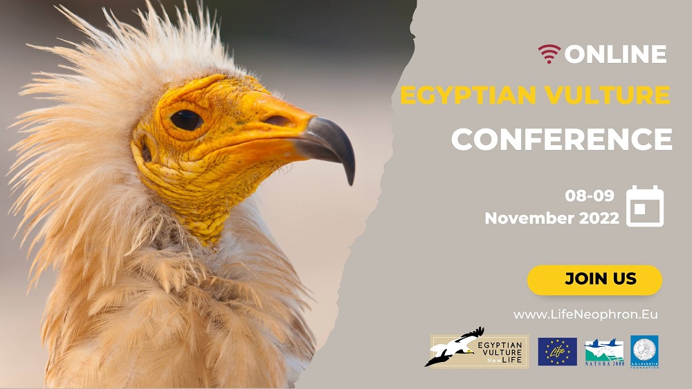 The Egyptian Vulture New LIFE project is delighted to announce our conference dedicated to the Egyptian Vulture this autumn: bit.ly/3dUUNcn