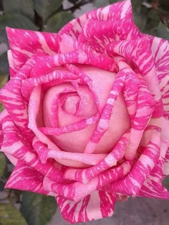 SMelograno's tweet photo. @2849Dama https://t.co/506QtMFVGM