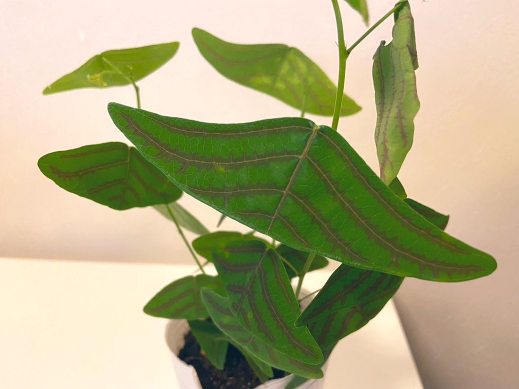 山本 航生 Koki Yamamoto 飛行機の翼に見える ヒコウキソウ 考え尽くされたかのような なだらかな曲線のラインがお気に入りポイント フラリエ 名古屋 T Co Qvkkggaspn Twitter