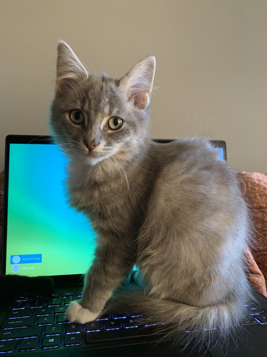 AnnaRafferty_'s tweet photo. Got some kittens. Quality of life (and naps) has improved exponentially 😻 https://t.co/uZARu0FryE