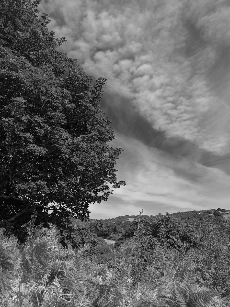 ZzrPhil's tweet photo. A cracking walk around Constantine this weekend...a shame though about encountering some 'blocked off' footpaths!! #walking #Cornwall #nature #countryside @RamblersGB https://t.co/qiCtmfy2dY