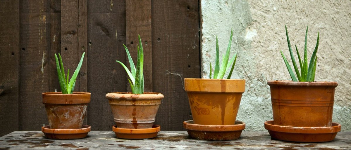 Vergleich_org's tweet photo. Aloe-Vera-Gel ist ein echter Allrounder: Der Saft des gesunden Grasbaumgewächses hilft bei trockener Haut und Haaren ebenso wie bei Sonnenbrand, kleineren Verletzungen und Entzündungen. Welchen Produkten Sie vertrauen können, lesen Sie unter https://t.co/dMJgeXjmmt https://t.co/A0YKy6VPt5