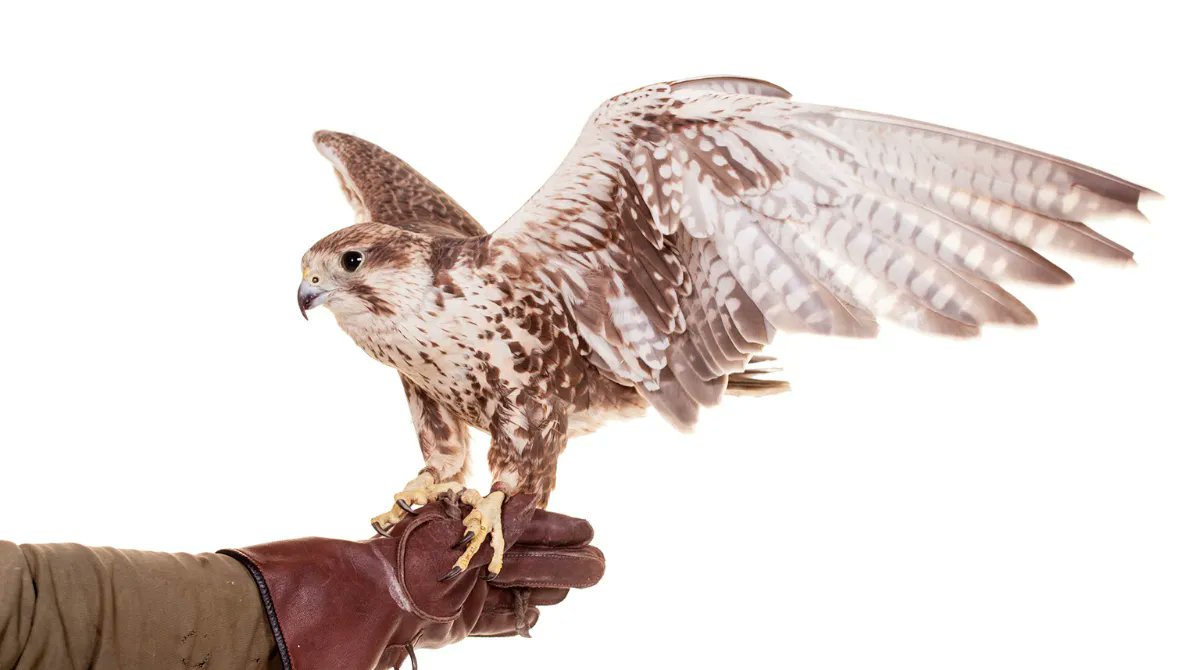 AndyStraka's tweet photo. Falconry is not an "overnight" achievement. Becoming a Master falconer takes at least seven years; finishing your apprenticeship will take at least two. Your hawk requires a significant amount of time, every day, 365 days a year
-NAFA
#falcon #Falcons #falconry #falconrylife https://t.co/6OHOStUMtX