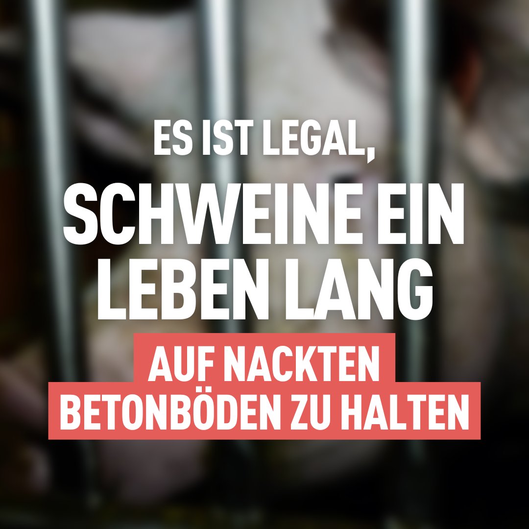 Tierwohl_JA's tweet photo. 🇨🇭Als Schweizer:in hat man die Erwartung, dass alle Tiere regelmässig draussen sind, im Stroh schlafen und genug Platz haben. Mit einem JA am 25. September das kann nun Realität werden. 🐷🤝🗳️ https://t.co/dK66PfJRRh