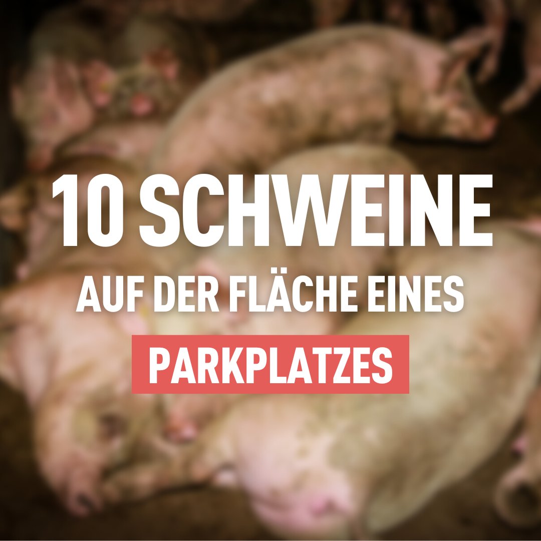 Tierwohl_JA's tweet photo. 🇨🇭Als Schweizer:in hat man die Erwartung, dass alle Tiere regelmässig draussen sind, im Stroh schlafen und genug Platz haben. Mit einem JA am 25. September das kann nun Realität werden. 🐷🤝🗳️ https://t.co/dK66PfJRRh