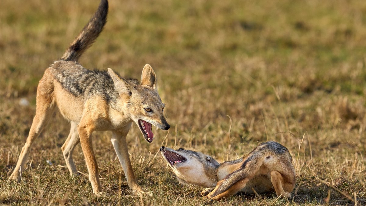 The offspring of Black-backed jackals are helpers at the den and help gather food for the next litter and this increases their inclusive fitness. Learn  more about these meso-predators in our upcoming free e-magazine at  Pawstrails.com