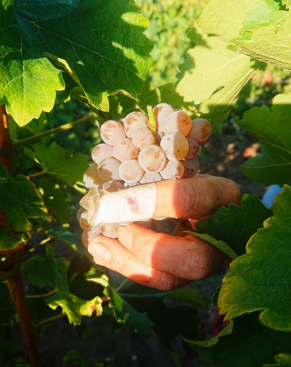 Premiers coups de sécateurs de 2022 avec les sauvignon gris ce matin.
Bien tranchants ces sécateurs ! 😬
#leretoutblanc #savagnin #vendanges2022 #harvest2022