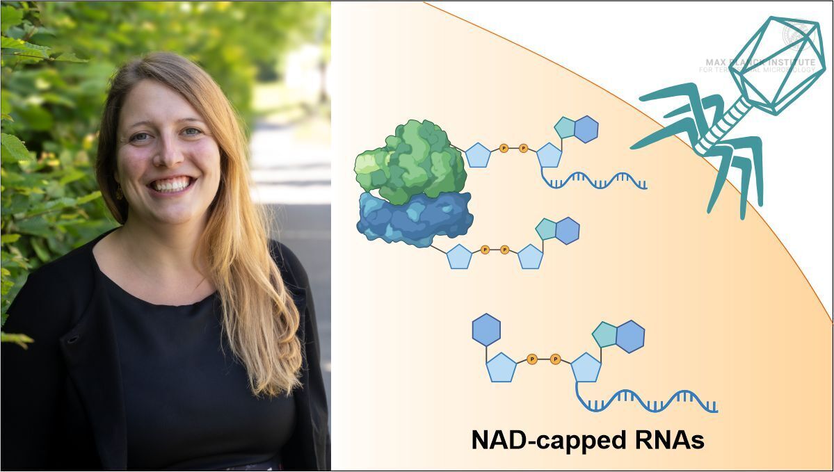 Did you know that #RNA consists of more than four bases? #MPITMTour: Learn more about RNA-modifications in #bacteria and #phages from ourMax Planck Research Group “Bacterial Epitranscriptomics” led by Katharina Höfer @Hoeferlab mpi-marburg.mpg.de/mprg/katharina…