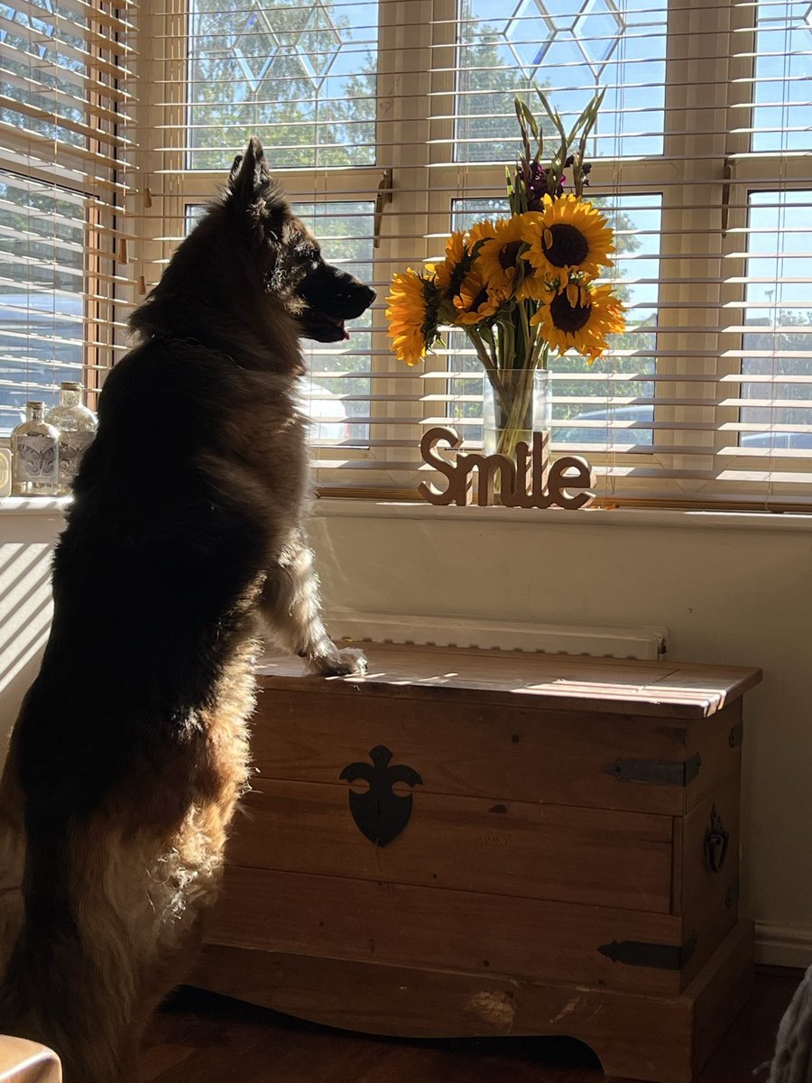 baz_raf's tweet photo. On the look out for her mates.. https://t.co/U1FzSKuJZf