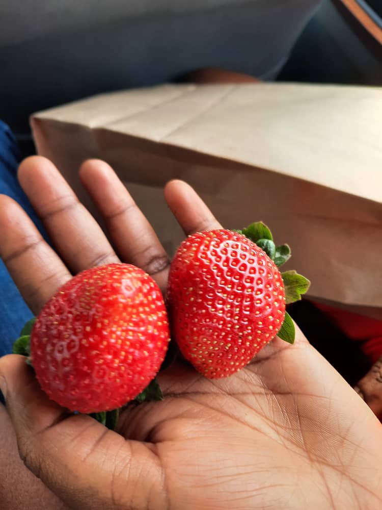 Inkeri_nziza's tweet photo. Updates of our strawberries’harvest lately; perfect size, clean and sweeter than ever…have you tasted our strawberries yet? And you know what, this is only the start, our crops are vigorous enough and flowering is still on top. #inkerinziza 🍓 https://t.co/Ch67iDtZEL