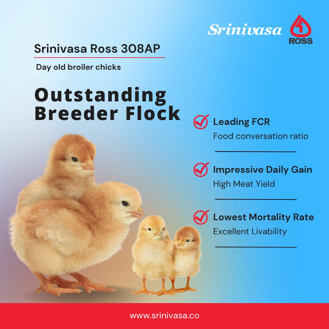 srinivasa_farms's tweet photo. Our day-old broiler chicks of highly productive #BroilerBreed, yield quality, and nutritious meat & have a great demand from farmers.
Contact:
Ms. Gouri Padi 99087 34872
Mr. Venkatesh 70327 00247
#SrinivasaFarms #BroilerChicks #RossAP95 #Poultry #FeedEfficient #FastGrowingBird https://t.co/cg56HqHqW1