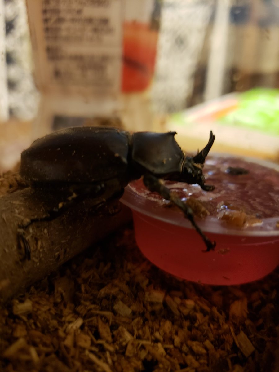 MuscleRyuzou's tweet photo. オス……？たぶん。

#カブトムシ 
#メス１匹にオス３匹
#頑張れ！ https://t.co/fCns1Afjwa