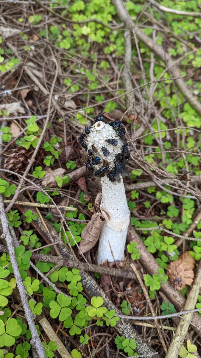 Sarah Cowan tweet media