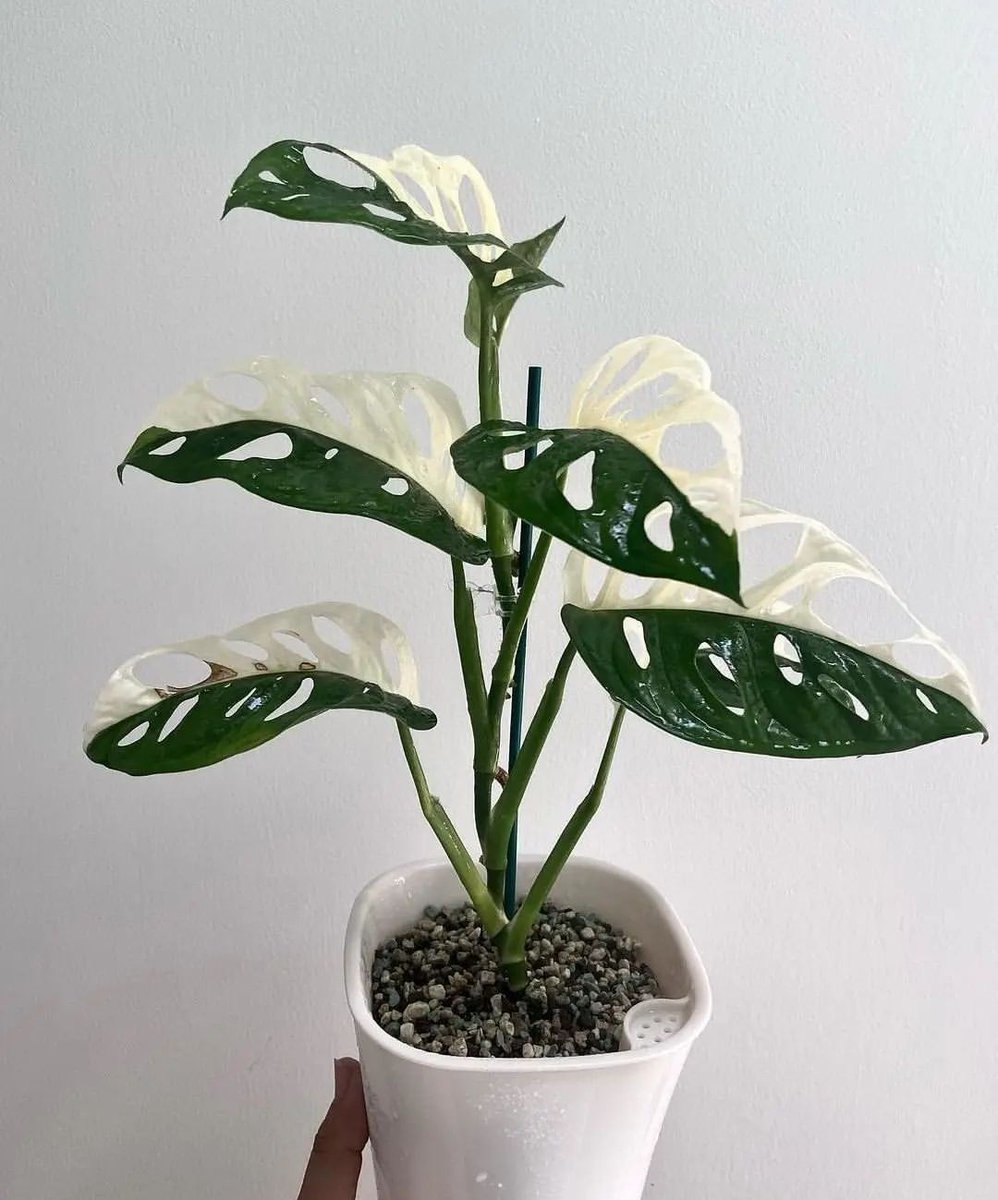 Houseplant Hobbyist tweet media