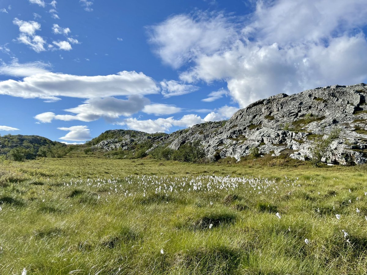 Most beautiful peat complex I have been to yet: Lakselv in Finnmark, Northern Norway ☺️🇳🇴

#peatland #PeatTwitter #permafrost #fieldwork