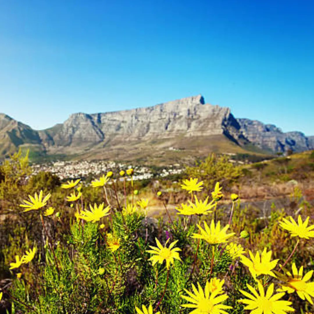 africatvl's tweet photo. We hope everyone departing today on our Wildflowers & Gardens of South Africa group tour with BBC Gardners' World Nick Bailey has a wonderful time! #southafrica #wildflowers #escortedtour #nickbailey #gardenersworld @nickbailey365 @southafricauk https://t.co/deWKEJezSk