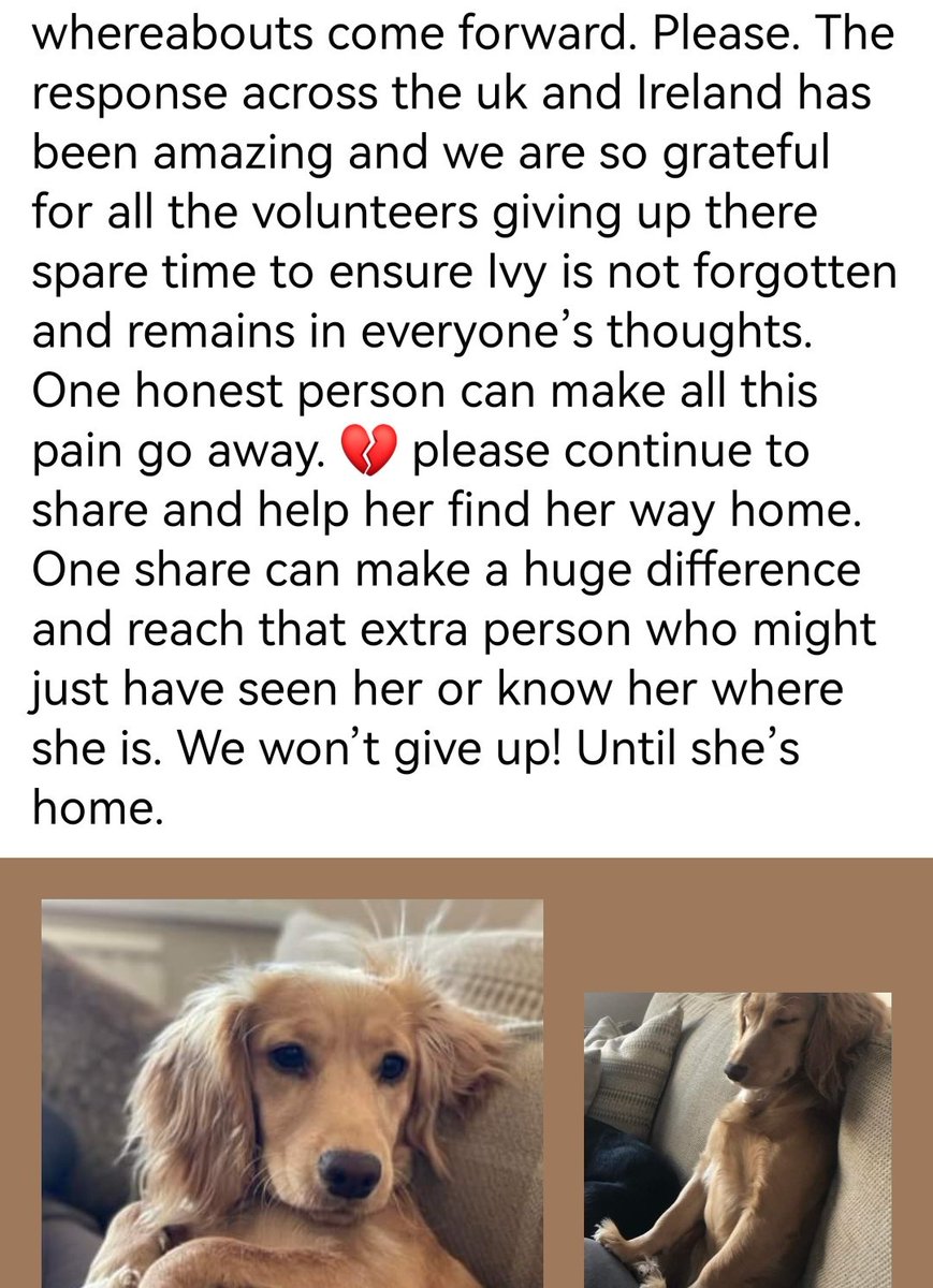 HunnyJax's tweet photo. IVY'S DADDY's Emotional😭APPEAL to whomever has info re TINY IVY -🙏 #dotherightthing Hand her in as stray or Give location or Arrange a Meet🙏ANYTHING to help #findIvy
"our little Ray of golden sunshine☀️One honest person can make all this pain go away💔" https://t.co/snubMdi0cm https://t.co/Egoo65IS1y
