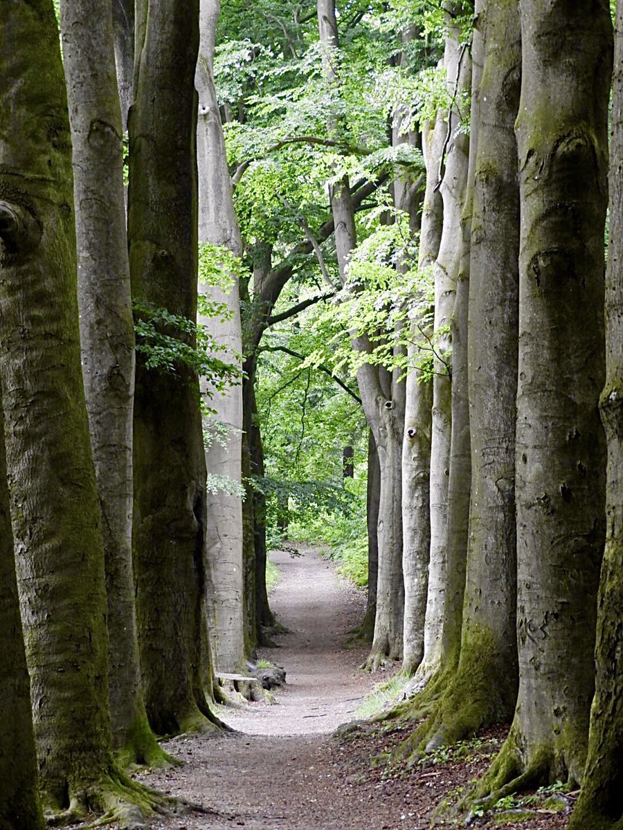 MiekePoiesz's tweet photo. Dit is #week11 van de #fotochallenge #fotozomerweken initiatief van @jolandabrwr 
14 weken lang iedere #dinsdag een andere uitdaging/thema.
Vandaag #30augustus is het thema #pad Bospaden in diverse bossen in Friesland. #bossen #ItFryskeGea #Fryslân #LoveFryslân #VisitFryslân https://t.co/OWudowhpHY