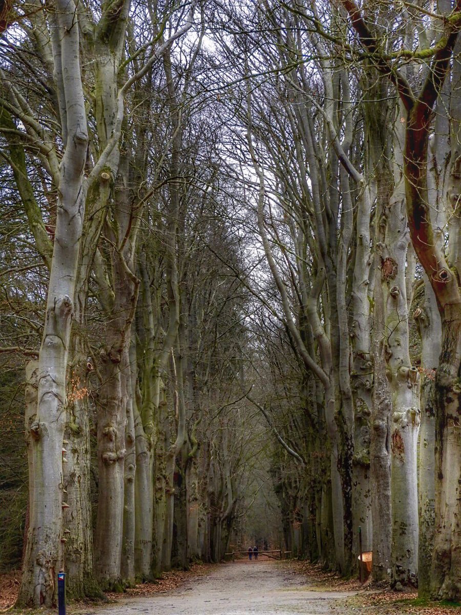 MiekePoiesz's tweet photo. Dit is #week11 van de #fotochallenge #fotozomerweken initiatief van @jolandabrwr 
14 weken lang iedere #dinsdag een andere uitdaging/thema.
Vandaag #30augustus is het thema #pad Bospaden in diverse bossen in Friesland. #bossen #ItFryskeGea #Fryslân #LoveFryslân #VisitFryslân https://t.co/OWudowhpHY