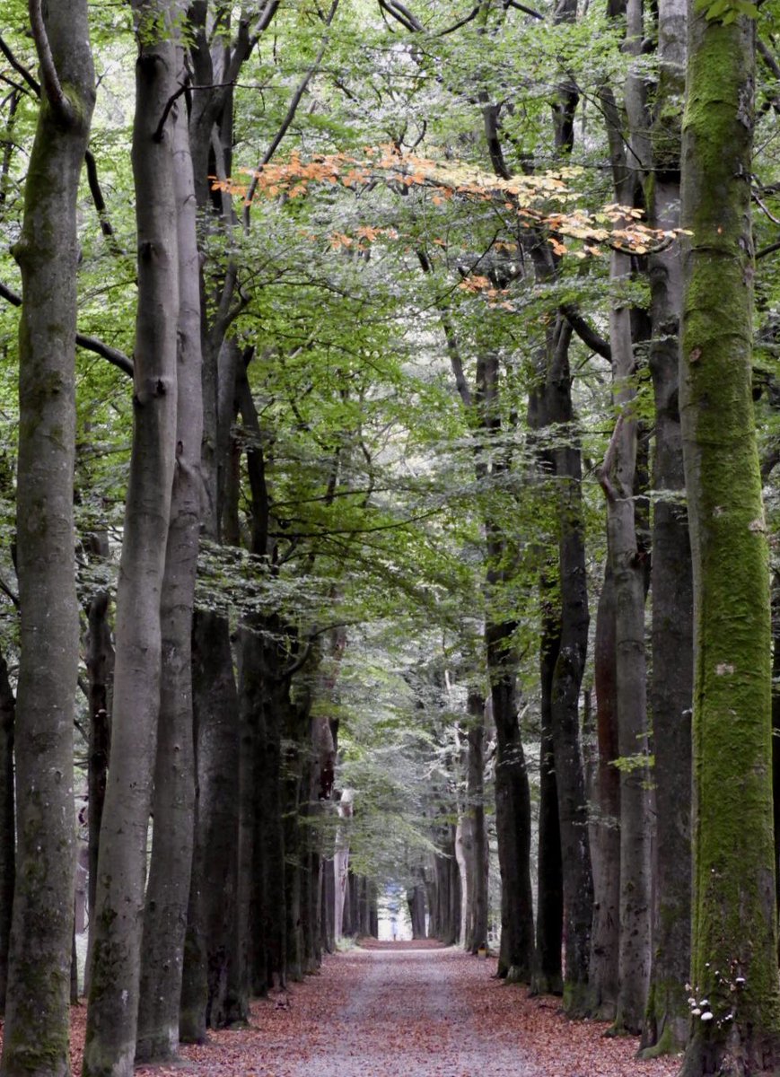 MiekePoiesz's tweet photo. Dit is #week11 van de #fotochallenge #fotozomerweken initiatief van @jolandabrwr 
14 weken lang iedere #dinsdag een andere uitdaging/thema.
Vandaag #30augustus is het thema #pad Bospaden in diverse bossen in Friesland. #bossen #ItFryskeGea #Fryslân #LoveFryslân #VisitFryslân https://t.co/OWudowhpHY