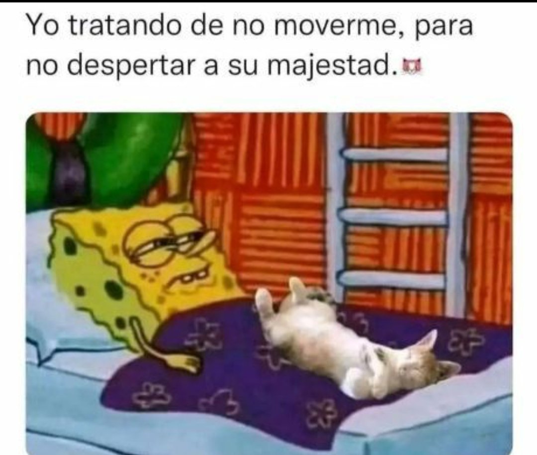 😻