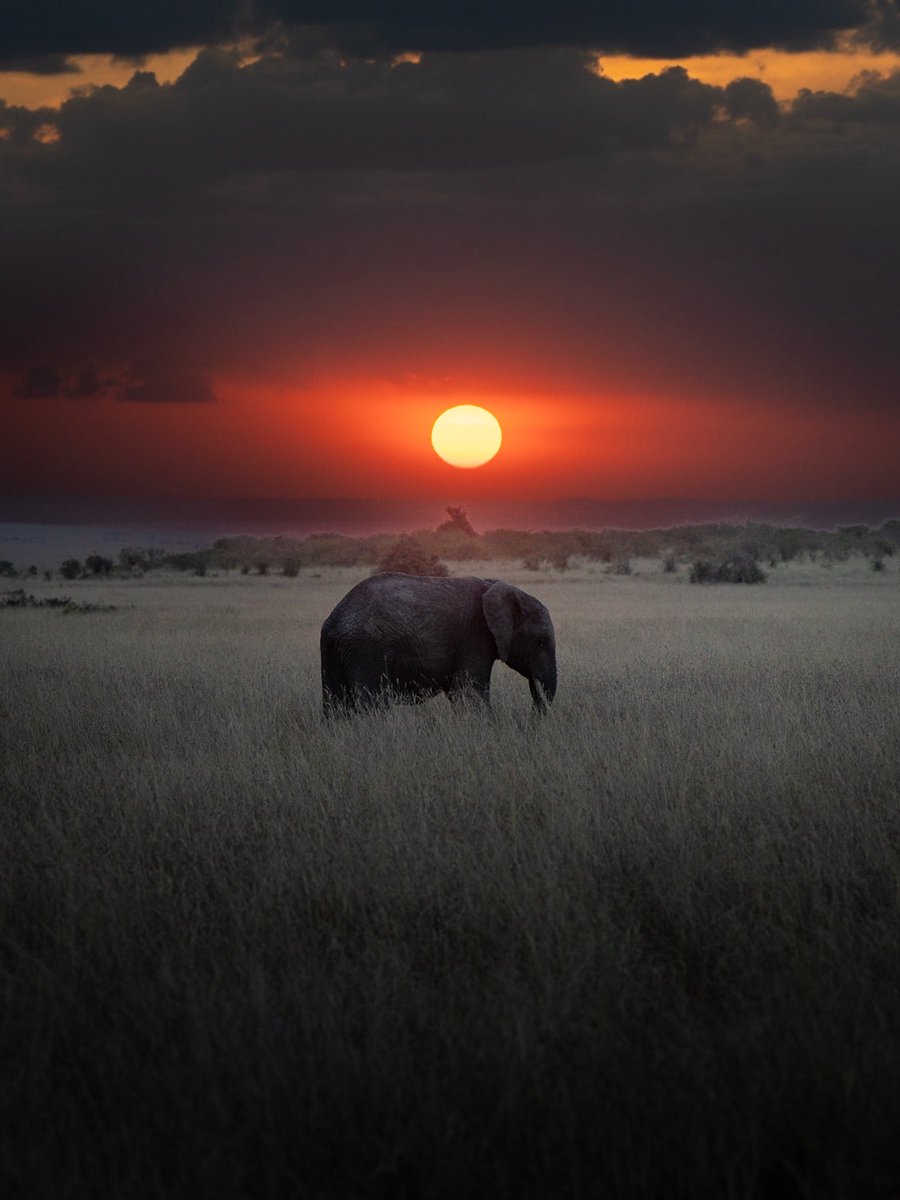 JakhariaDhir's tweet photo. Elephant + Sunrise 🥰 https://t.co/7CmTwnbzwH