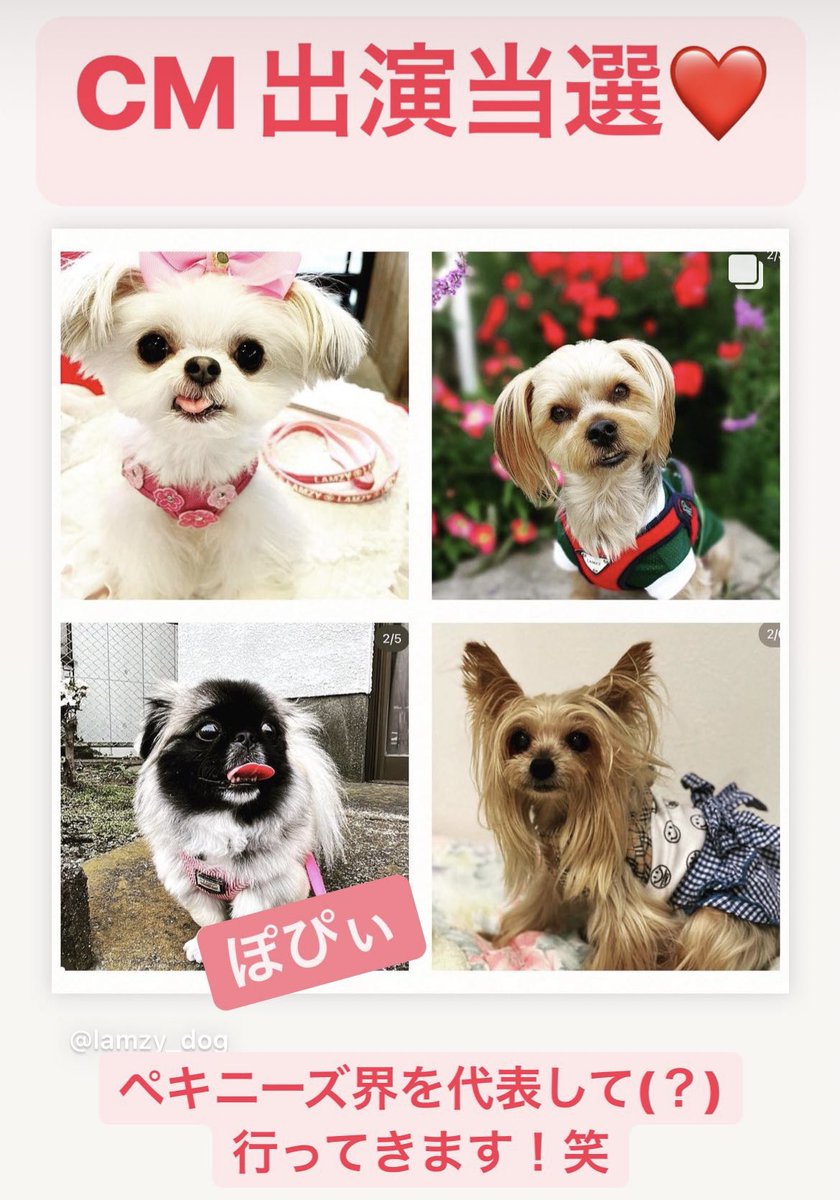 mugy_peki's tweet photo. ペキニーズ、TVCM決定🤣

https://t.co/60ib4dyqYC

#ソフトフェザーハーネス
#Lamzy
#ペキニーズ https://t.co/zbj7g7RPgK