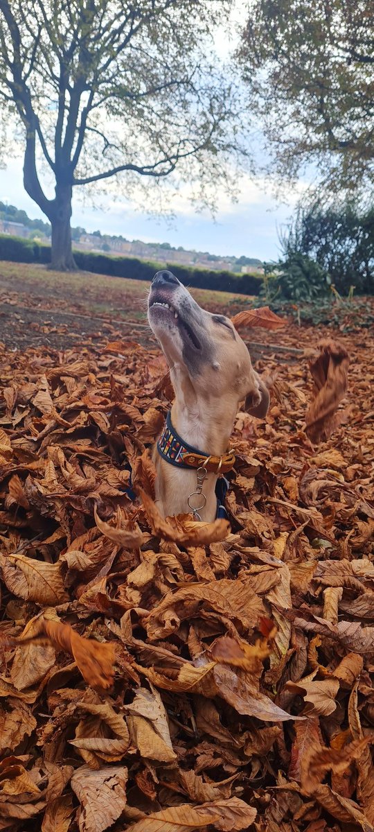 Autumn is here how good do I look 😏 #dog #whippet #dogsoftwitter