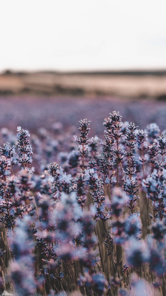 FLOWERY tweet media