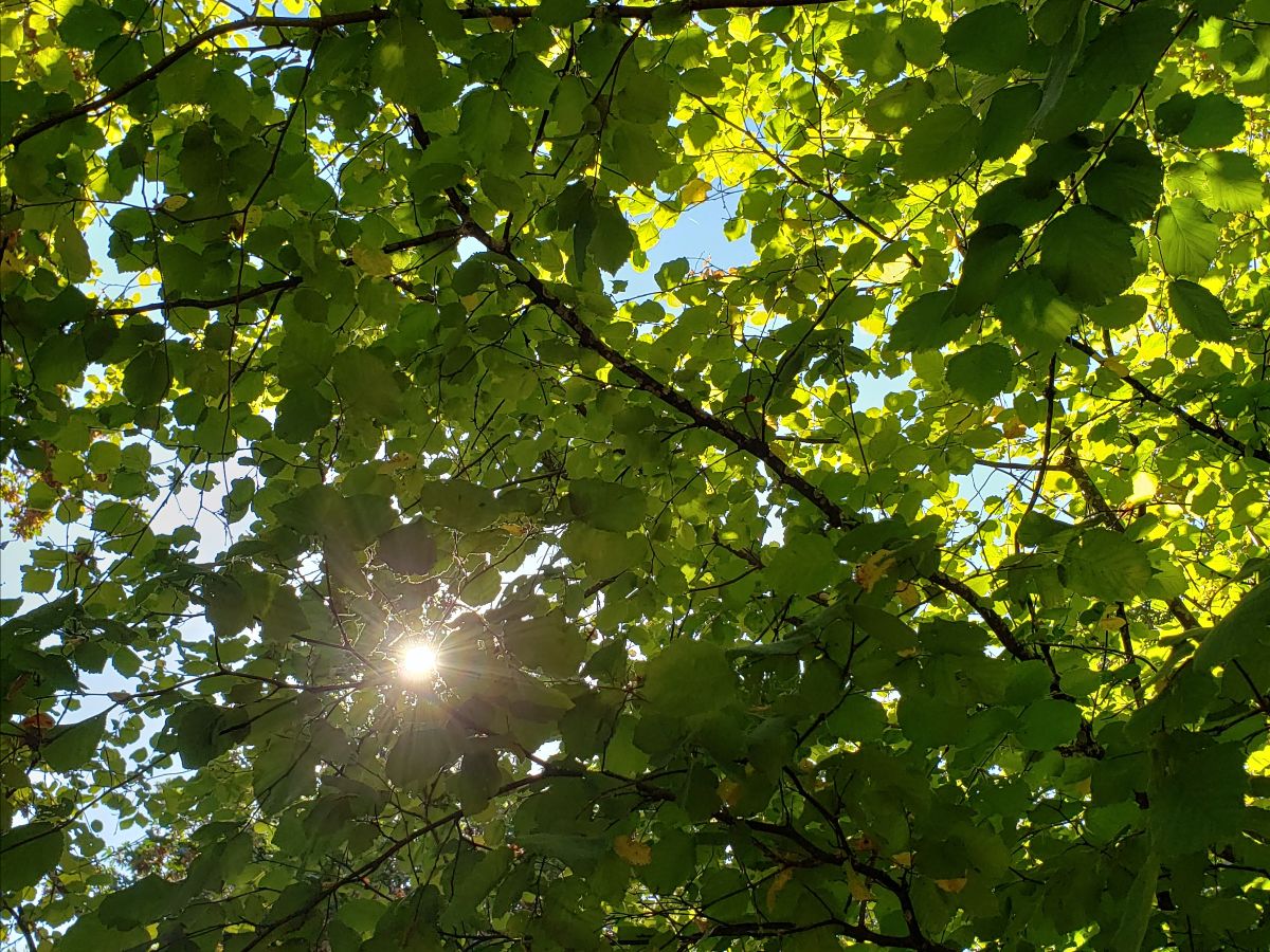 Take a Look - September 2022 Edition🌻 - mailchi.mp/steloarts/sept…