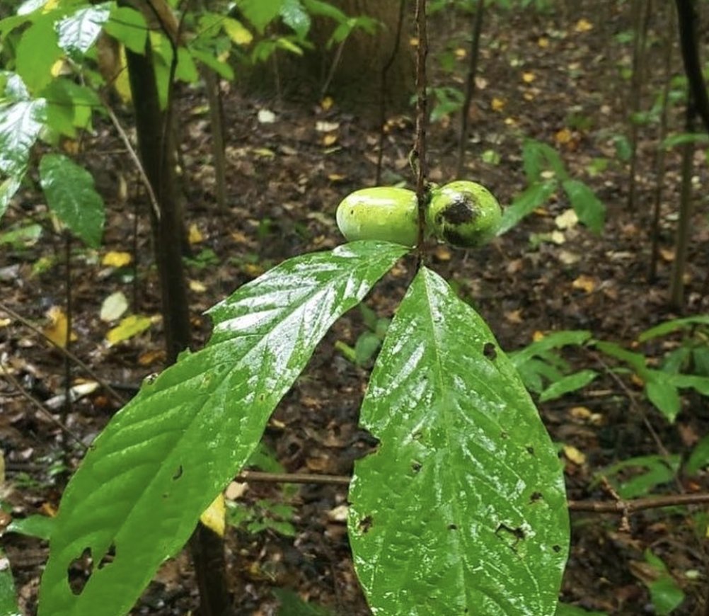 AthensEffect's tweet photo. During our hike at Strouds Run yesterday we found some paw-paw fruits beginning to ripen! 

According to the National Park Service, the paw-paw is the largest edible native fruit to North America. It is also the only local member of the mostly tropical plant family, Annonaceae. https://t.co/gOzaRE5Jn6