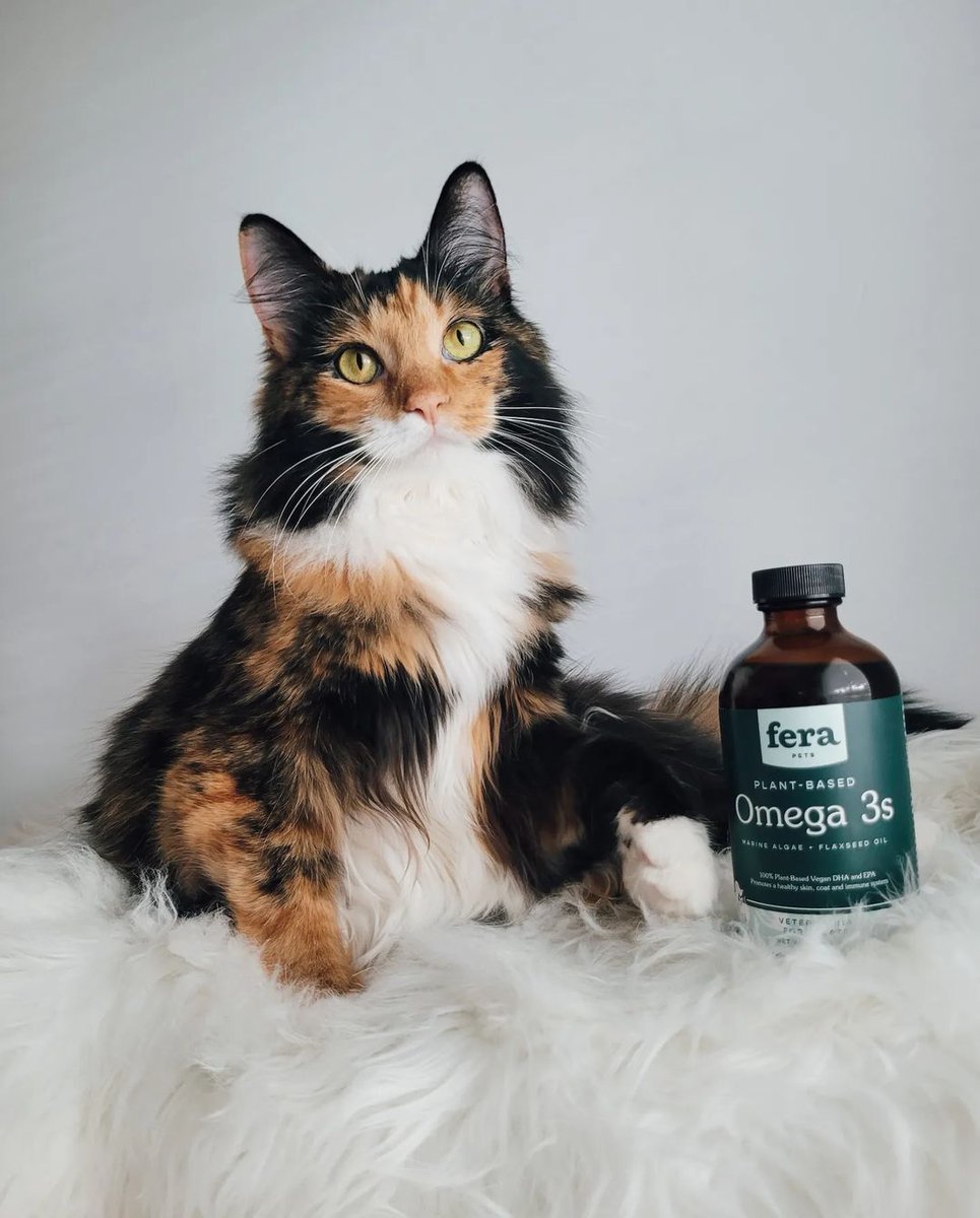 With all <a href="/freya/">freya zhang</a>.the.fluff fluff, it is important to take care of it not only on the outside but most especially on the inside. Our plant-based oil is naturally rich in EPA &amp; DHA Omega-3. EPA promotes a healthy coat &amp; skin.

#organicpetproducts #catlove #catlover #catlovers
